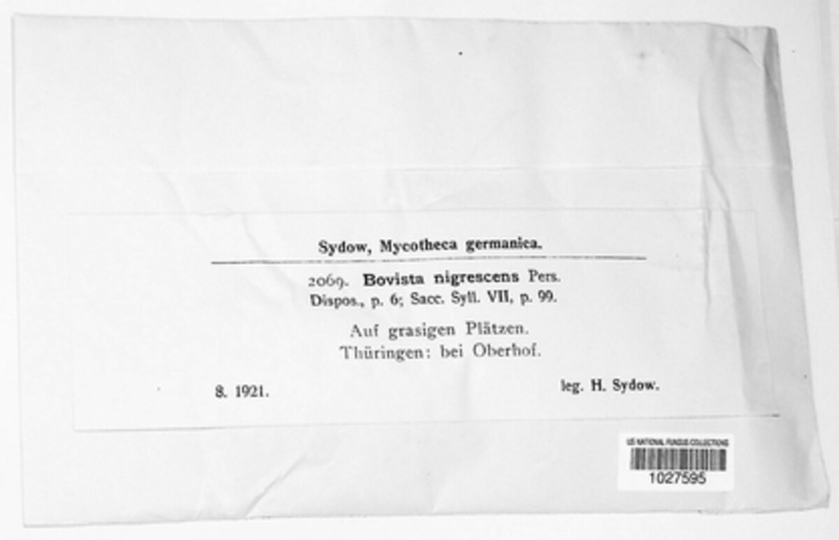 Bovista nigrescens image